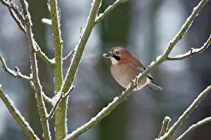 Glandarius: Eurasian Jay