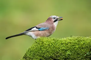 Glandarius: Eurasian Jay