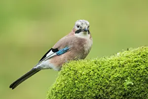Glandarius: Eurasian Jay