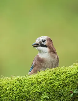 Glandarius: Eurasian Jay