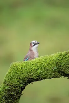 Glandarius: Eurasian Jay