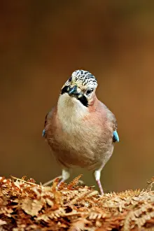 Veluwe: Eurasian Jay