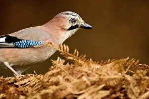 Veluwe: Eurasian Jay