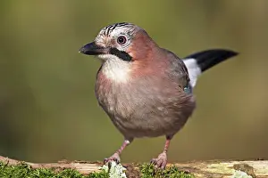Twente: Eurasian Jay