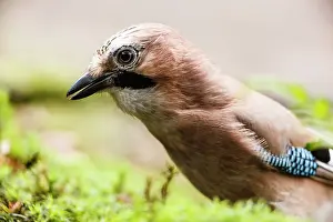 Veluwe: Eurasian Jay