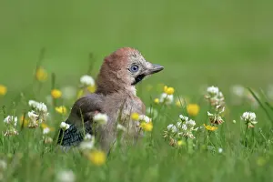 Clover: Eurasian Jay