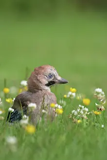 Clover: Eurasian Jay