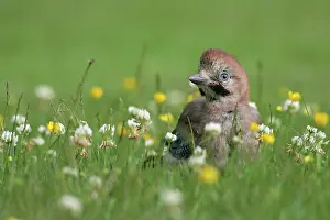 Clover: Eurasian Jay