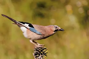 Corvids: EURASIAN JAY