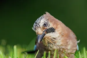 Corvids: EURASIAN JAY