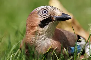 Corvids: EURASIAN JAY