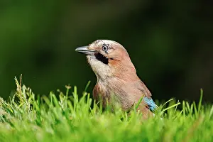 Corvids: EURASIAN JAY