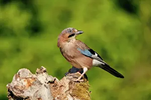 Corvids: EURASIAN JAY