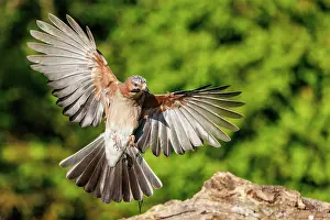 Corvids: EURASIAN JAY