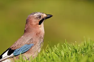 Corvids: EURASIAN JAY
