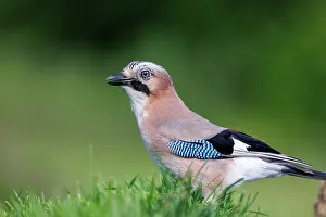 Corvids: EURASIAN JAY