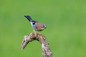 Corvids: EURASIAN JAY