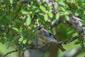 Corvidae: EURASIAN JAY