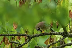 Corvidae: EURASIAN JAY