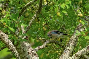 Corvidae: EURASIAN JAY