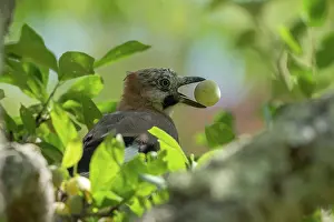 Corvidae: EURASIAN JAY