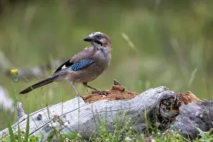 Corvidae: EURASIAN JAY