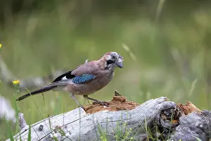 Corvidae: EURASIAN JAY