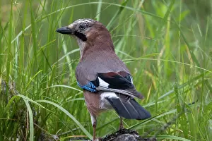 Corvidae: EURASIAN JAY