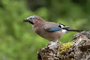 Corvidae: EURASIAN JAY