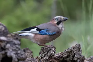 Corvidae: EURASIAN JAY