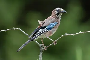 Corvidae: EURASIAN JAY