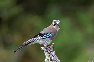 Corvidae: EURASIAN JAY