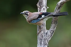 Corvidae: EURASIAN JAY
