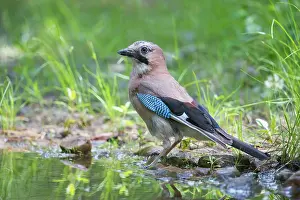 Crow: Eurasian Jay - adult bird - Germany