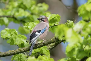 Crow: Eurasian Jay - adult bird perched on a branch -
