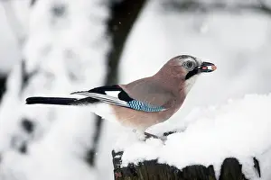 Peanuts: Eurasian Jay - Eating peanuts in snow