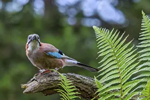 Corvid: Eurasian jay, European jay (Garrulus glandarius)