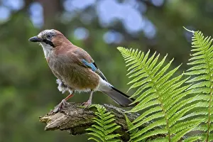 Corvid: Eurasian jay, European jay (Garrulus glandarius)