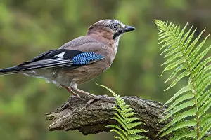 Corvid: Eurasian jay, European jay (Garrulus glandarius)