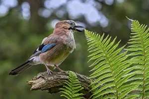 Corvid: Eurasian jay, European jay (Garrulus glandarius)