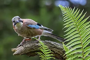 Corvid: Eurasian jay, European jay (Garrulus glandarius)
