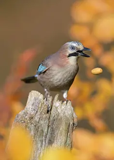 Acorn: Eurasian jay (Garrulus glandarius), in autumn, sitting
