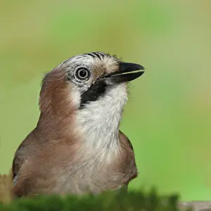 Wilden: Eurasian jay (Garrulus glandarius), animal portrait