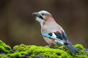 Glandarius: Eurasian jay (Garrulus glandarius), Germany, Europe
