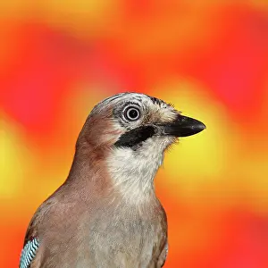 Wilden: Eurasian jay (Garrulus glandarius), animal portrait