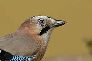 Garrulus: Eurasian jay (Garrulus glandarius), animal portrait