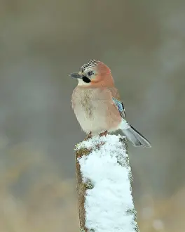 Garrulus: Eurasian jay (Garrulus glandarius), sitting on snow-covered