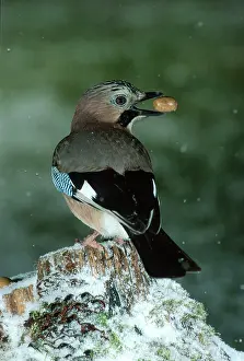 Garrulus: Eurasian jay (Garrulus glandarius) with acorn in