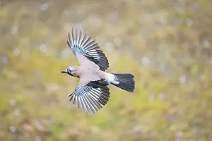 Crow: Eurasian Jay, Garrulus glandarius, adult bird in