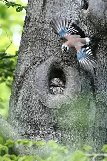 Attacked: Eurasian jay (Garrulus glandarius) attacked Tawny